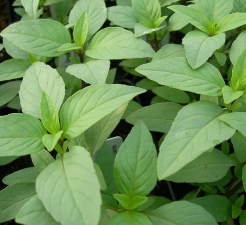 Lime basil seeds - seeds, annual