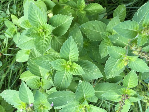 100 holy basil - 100,