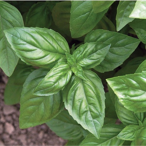 Basil fresh herb - basil, free