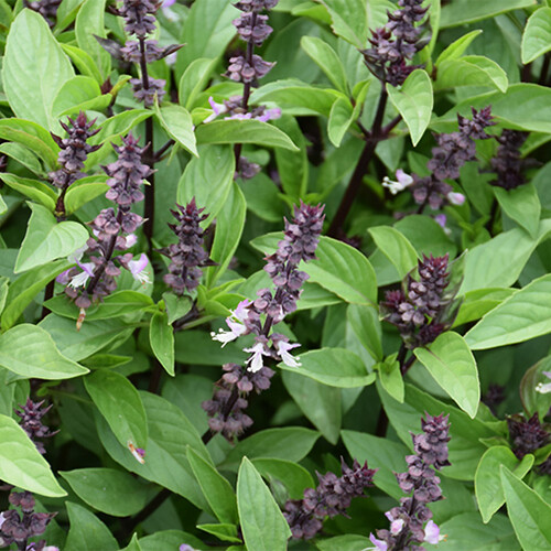 Cinnamon basil seeds - seeds, |
