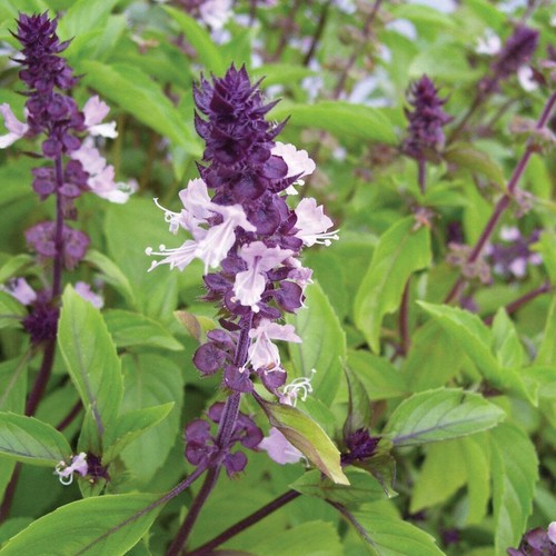 Cinnamon basil seeds 200 - cinnamon, 200+